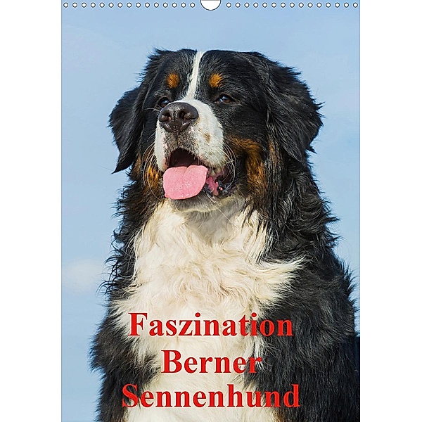 Faszination Berner Sennenhund (Wandkalender 2021 DIN A3 hoch), Sigrid Starick
