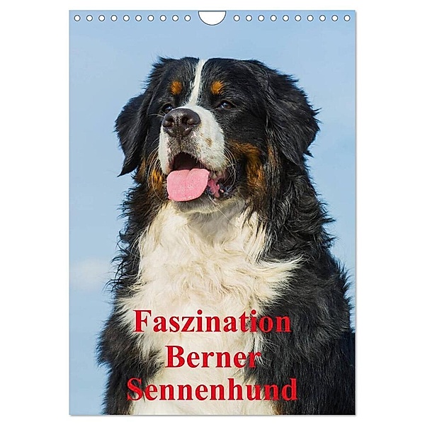 Faszination Berner Sennenhund (Wandkalender 2024 DIN A4 hoch), CALVENDO Monatskalender, Sigrid Starick