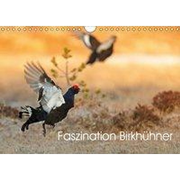 Faszination Birkhühner (Wandkalender 2019 DIN A4 quer), Gabi Marklein