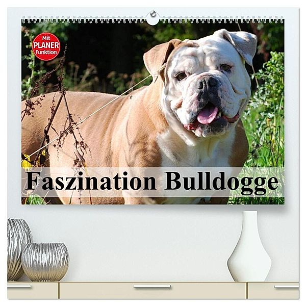 Faszination Bulldogge (hochwertiger Premium Wandkalender 2025 DIN A2 quer), Kunstdruck in Hochglanz, Calvendo, Elisabeth Stanzer