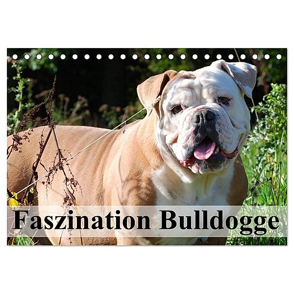 Faszination Bulldogge (Tischkalender 2024 DIN A5 quer), CALVENDO Monatskalender, Elisabeth Stanzer