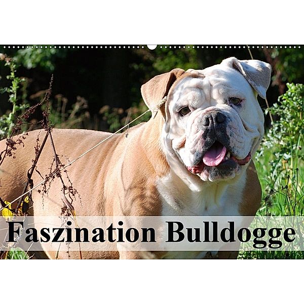 Faszination Bulldogge (Wandkalender 2020 DIN A2 quer), Elisabeth Stanzer
