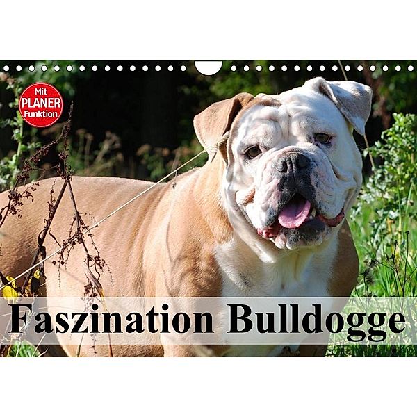 Faszination Bulldogge (Wandkalender 2023 DIN A4 quer), Elisabeth Stanzer