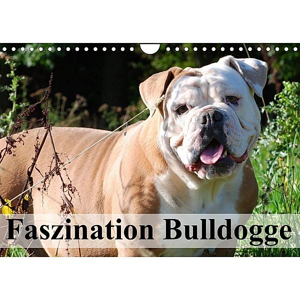 Faszination Bulldogge (Wandkalender 2023 DIN A4 quer), Elisabeth Stanzer