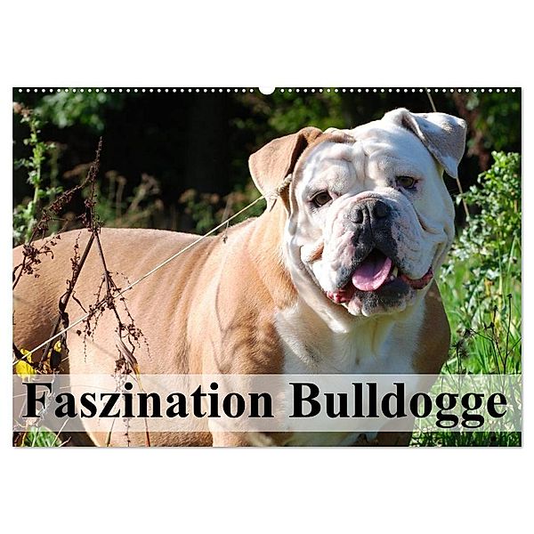Faszination Bulldogge (Wandkalender 2024 DIN A2 quer), CALVENDO Monatskalender, Elisabeth Stanzer