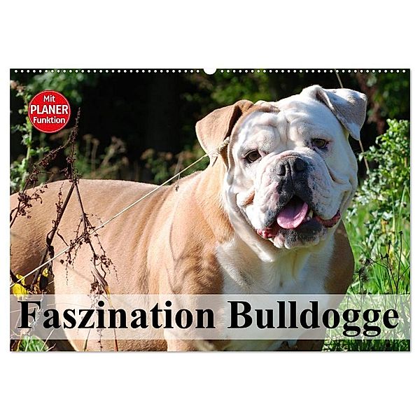 Faszination Bulldogge (Wandkalender 2025 DIN A2 quer), CALVENDO Monatskalender, Calvendo, Elisabeth Stanzer