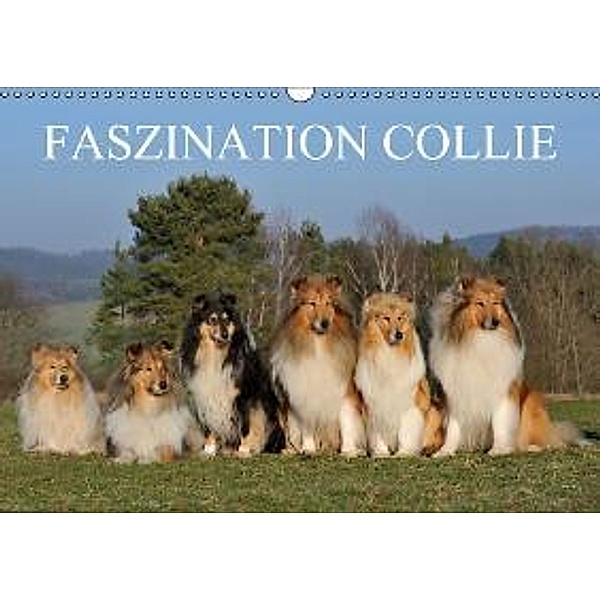 Faszination Collie 2015 (Wandkalender 2015 DIN A3 quer), Sigrid Starick