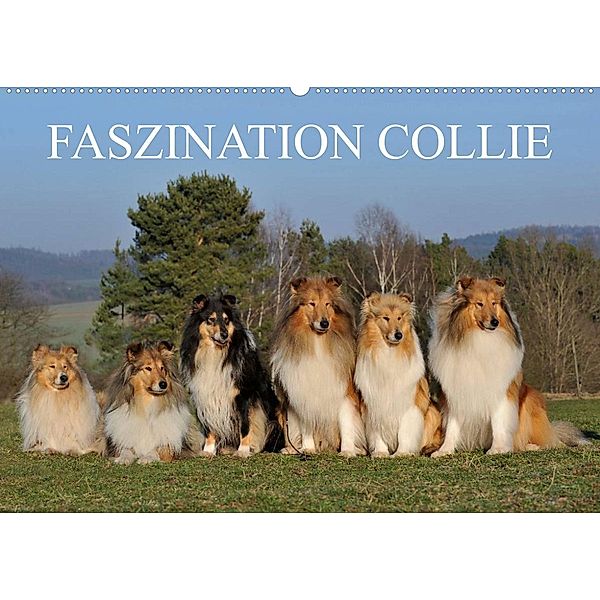 Faszination Collie 2023 (Wandkalender 2023 DIN A2 quer), Sigrid Starick