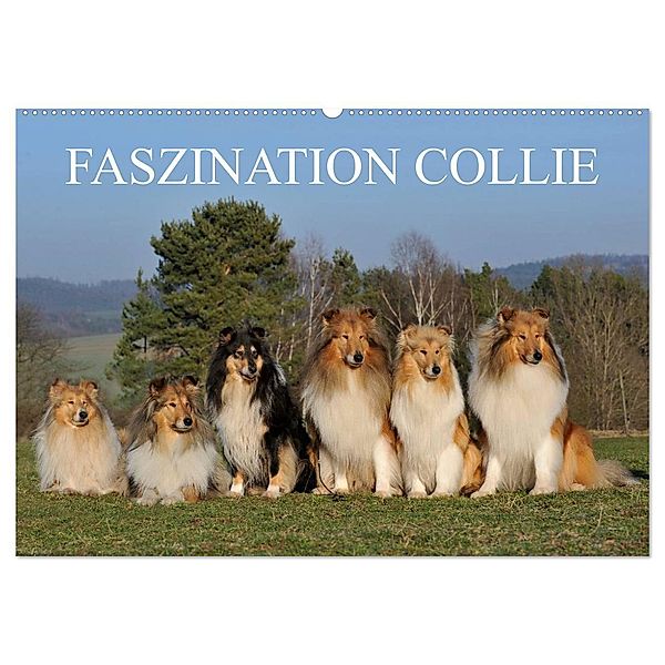 Faszination Collie 2024 (Wandkalender 2024 DIN A2 quer), CALVENDO Monatskalender, Sigrid Starick