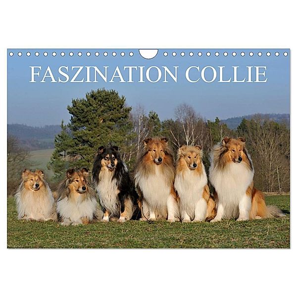 Faszination Collie 2024 (Wandkalender 2024 DIN A4 quer), CALVENDO Monatskalender, Sigrid Starick