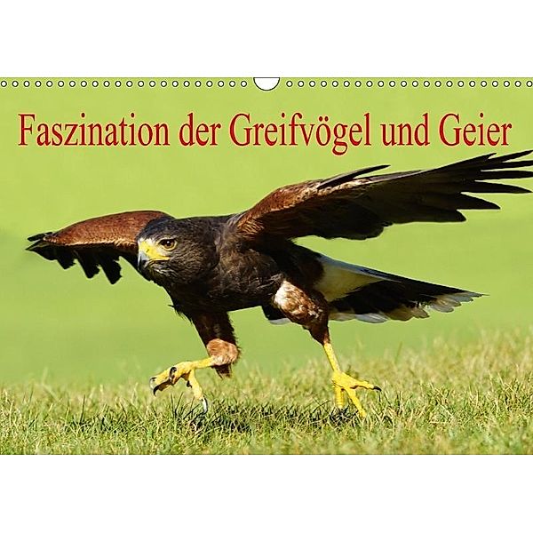 Faszination der Greifvögel und Geier (Wandkalender 2017 DIN A3 quer), Erika Müller