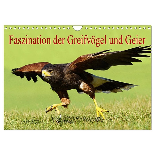 Faszination der Greifvögel und Geier (Wandkalender 2024 DIN A4 quer), CALVENDO Monatskalender, Erika Müller