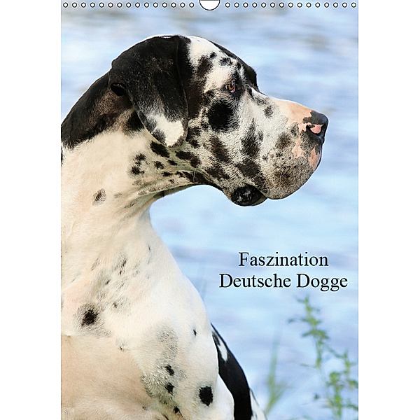 Faszination Deutsche Dogge (Wandkalender 2019 DIN A3 hoch), Marion Reiß-Seibert