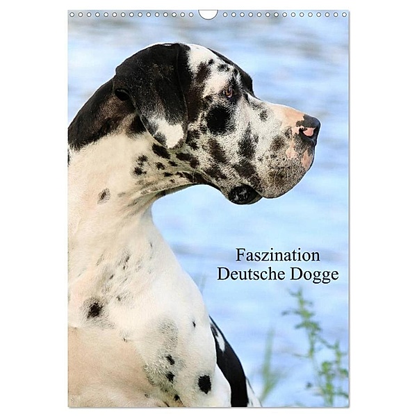 Faszination Deutsche Dogge (Wandkalender 2024 DIN A3 hoch), CALVENDO Monatskalender, Marion Reiss-Seibert