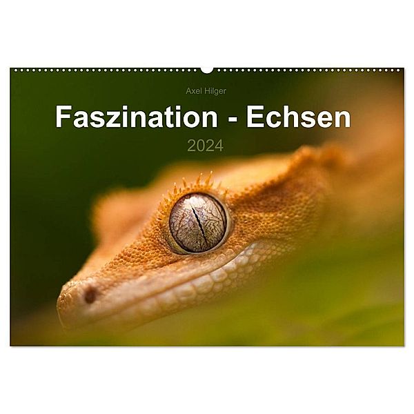 Faszination - Echsen (Wandkalender 2024 DIN A2 quer), CALVENDO Monatskalender, Axel Hilger