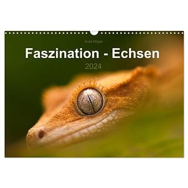Faszination - Echsen (Wandkalender 2024 DIN A3 quer), CALVENDO Monatskalender, Axel Hilger