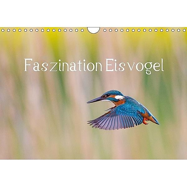 Faszination Eisvogel (Wandkalender 2017 DIN A4 quer), Wilfried Martin