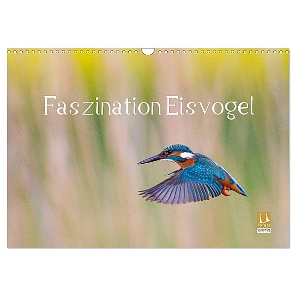 Faszination Eisvogel (Wandkalender 2024 DIN A3 quer), CALVENDO Monatskalender, Wilfried Martin