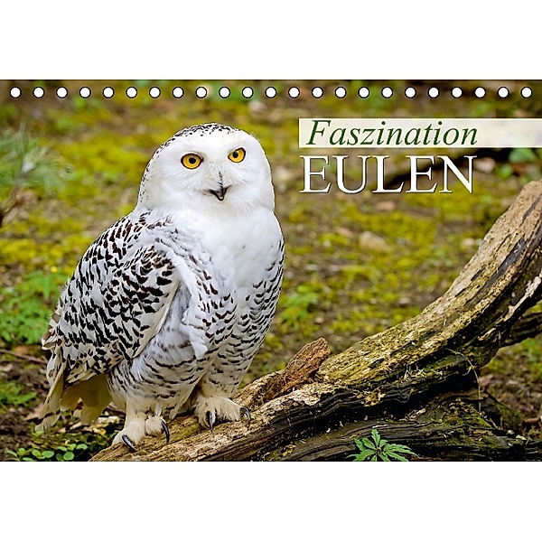 Faszination Eulen (Tischkalender 2014 DIN A5 quer), Calvendo