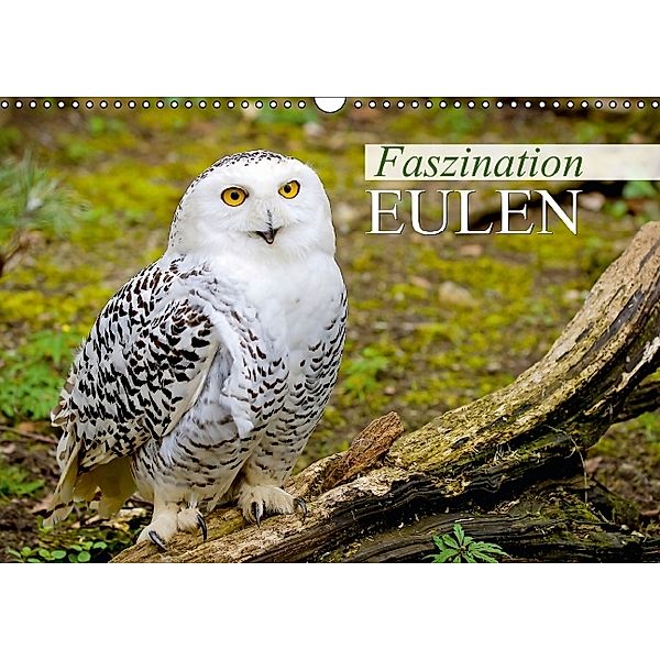 Faszination Eulen (Wandkalender 2014 DIN A3 quer), Calvendo