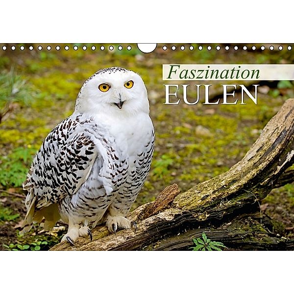 Faszination Eulen (Wandkalender 2014 DIN A4 quer), Calvendo