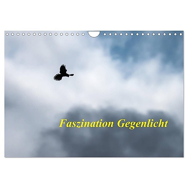 Faszination Gegenlicht (Wandkalender 2024 DIN A4 quer), CALVENDO Monatskalender, Wilfried Martin (GDT)