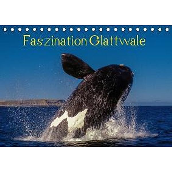 Faszination Glattwale (Tischkalender 2016 DIN A5 quer), Armin Maywald