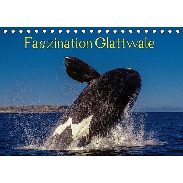 Faszination Glattwale (Tischkalender 2017 DIN A5 quer), Armin Maywald