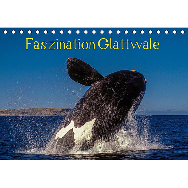 Faszination Glattwale (Tischkalender 2019 DIN A5 quer), Armin Maywald