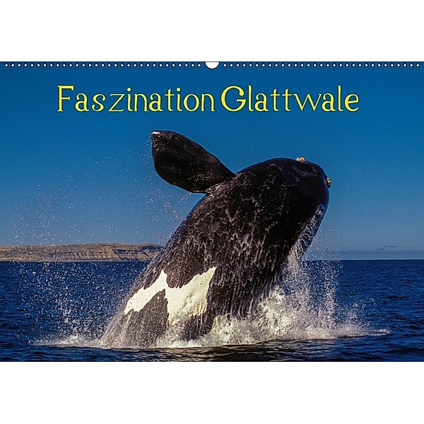 Faszination Glattwale (Wandkalender 2018 DIN A2 quer), Armin Maywald