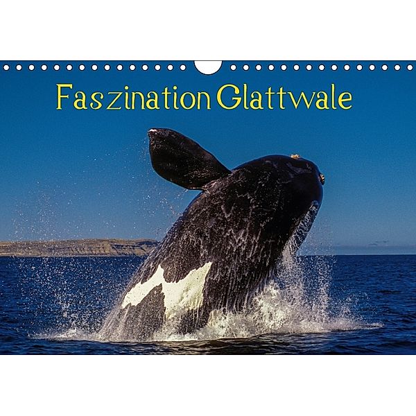 Faszination Glattwale (Wandkalender 2018 DIN A4 quer), Armin Maywald