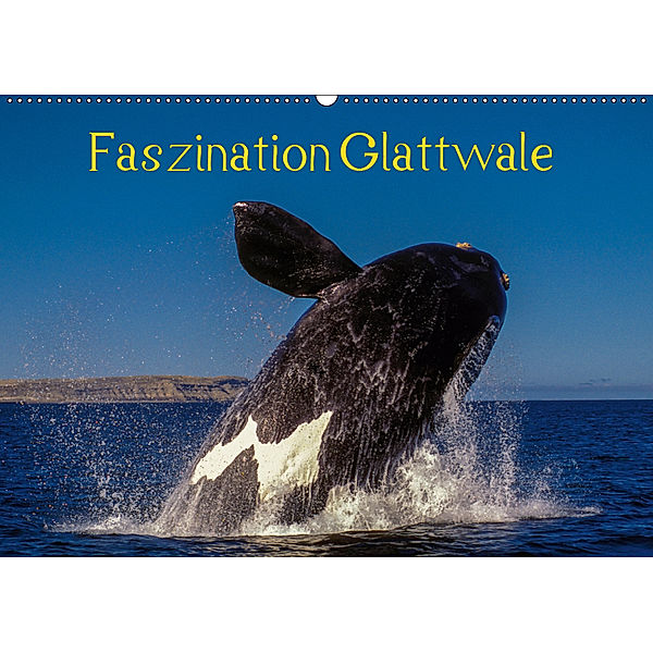 Faszination Glattwale (Wandkalender 2019 DIN A2 quer), Armin Maywald