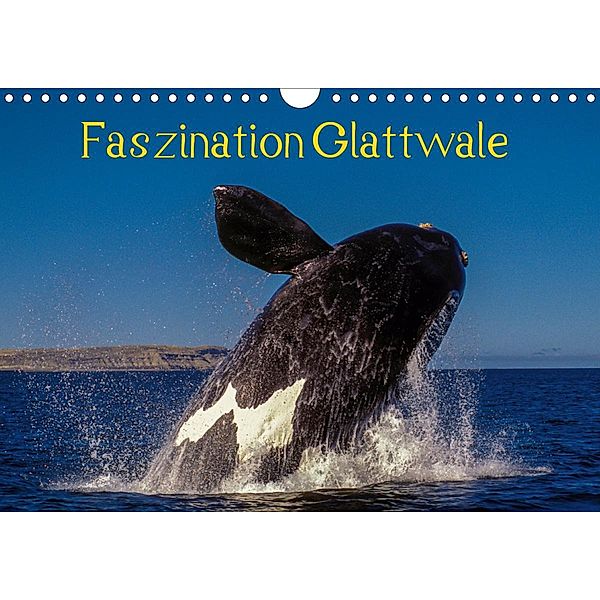 Faszination Glattwale (Wandkalender 2021 DIN A4 quer), Armin Maywald
