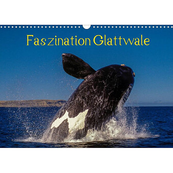 Faszination Glattwale (Wandkalender 2022 DIN A3 quer), Armin Maywald