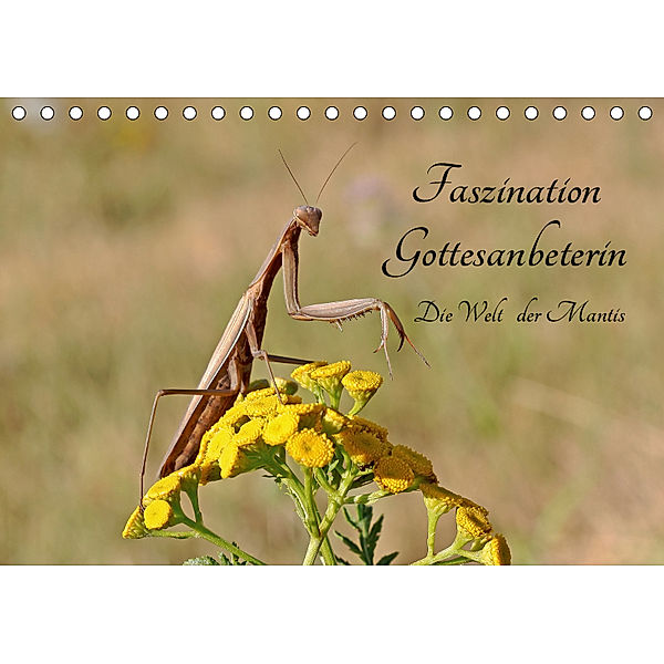 Faszination Gottesanbeterin - Die Welt der Mantis (Tischkalender 2019 DIN A5 quer), juehust