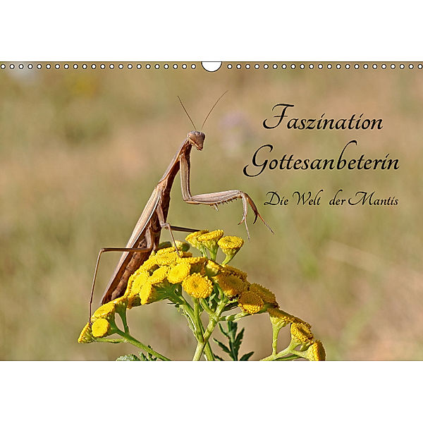 Faszination Gottesanbeterin - Die Welt der Mantis (Wandkalender 2019 DIN A3 quer), juehust