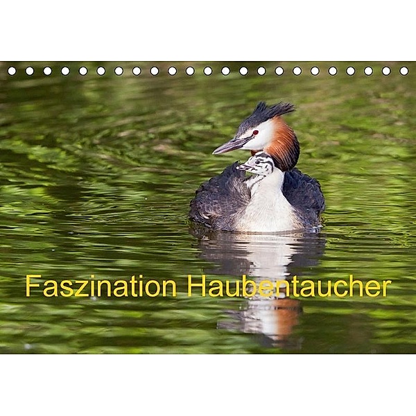 Faszination Haubentaucher (Tischkalender 2017 DIN A5 quer), Wilfried Martin