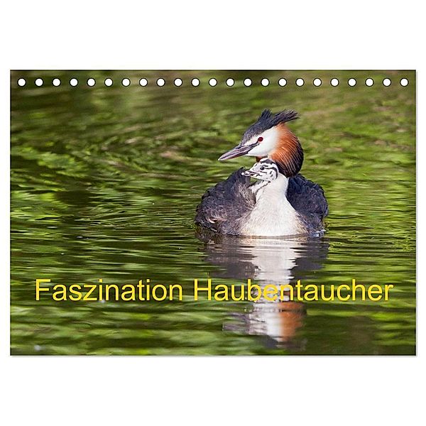 Faszination Haubentaucher (Tischkalender 2024 DIN A5 quer), CALVENDO Monatskalender, Wilfried Martin