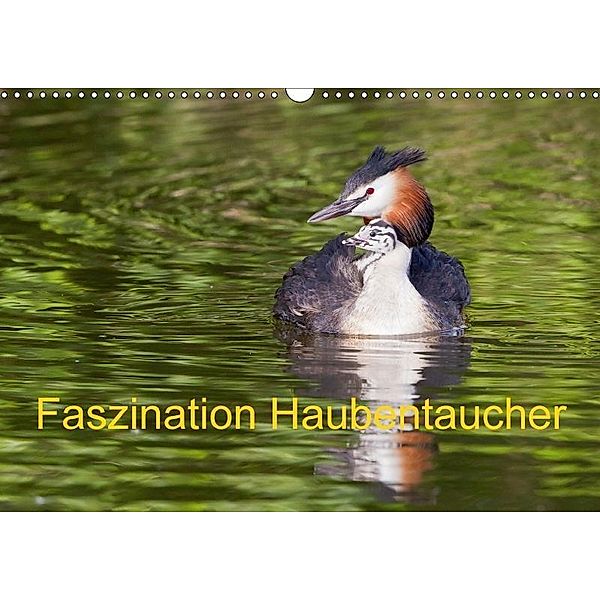 Faszination Haubentaucher (Wandkalender 2017 DIN A3 quer), Wilfried Martin