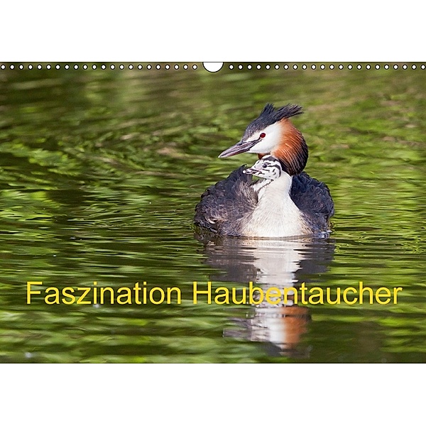 Faszination Haubentaucher (Wandkalender 2018 DIN A3 quer), Wilfried Martin