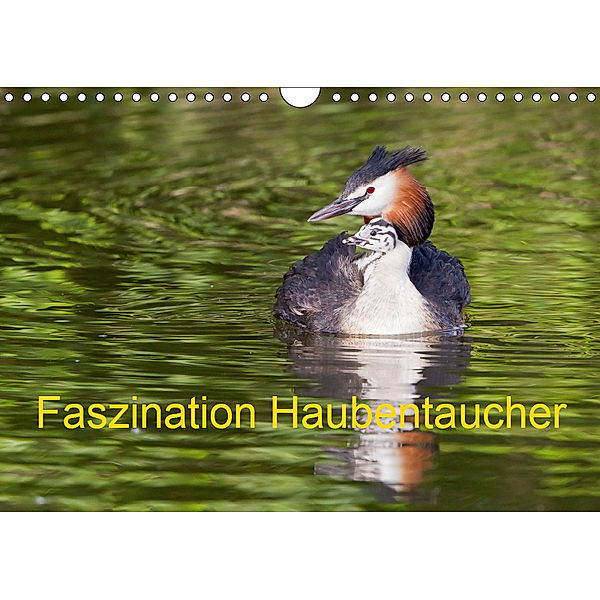 Faszination Haubentaucher (Wandkalender 2019 DIN A4 quer), Wilfried Martin