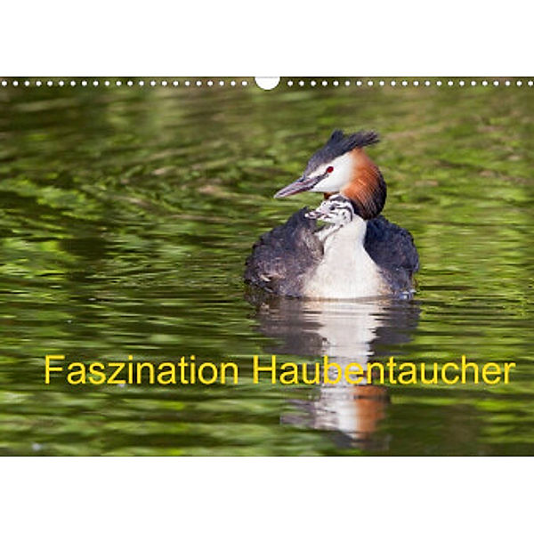 Faszination Haubentaucher (Wandkalender 2022 DIN A3 quer), Wilfried Martin
