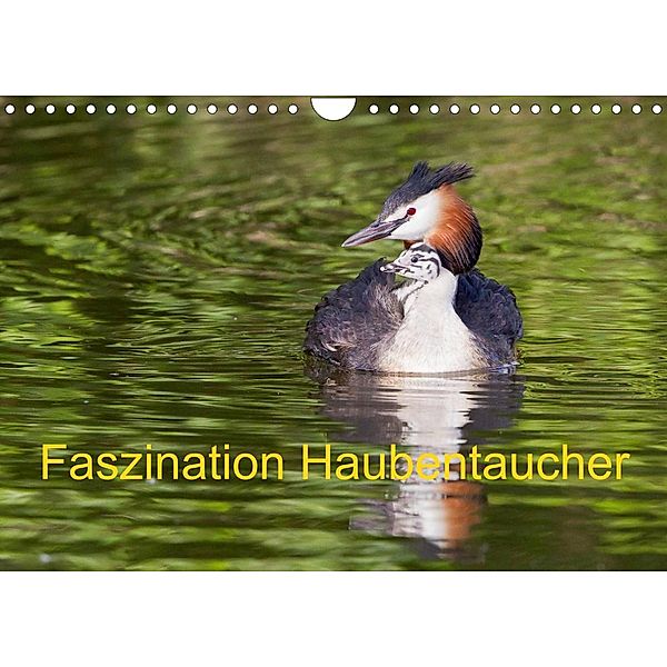 Faszination Haubentaucher (Wandkalender 2023 DIN A4 quer), Wilfried Martin