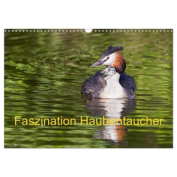 Faszination Haubentaucher (Wandkalender 2024 DIN A3 quer), CALVENDO Monatskalender, Wilfried Martin