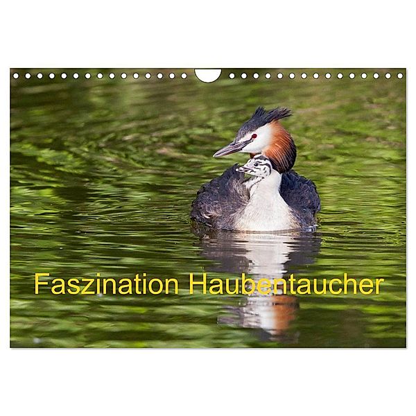 Faszination Haubentaucher (Wandkalender 2024 DIN A4 quer), CALVENDO Monatskalender, Wilfried Martin