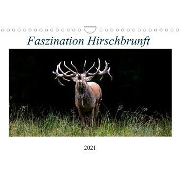 Faszination Hirschbrunft (Wandkalender 2021 DIN A4 quer), Daniela Fett