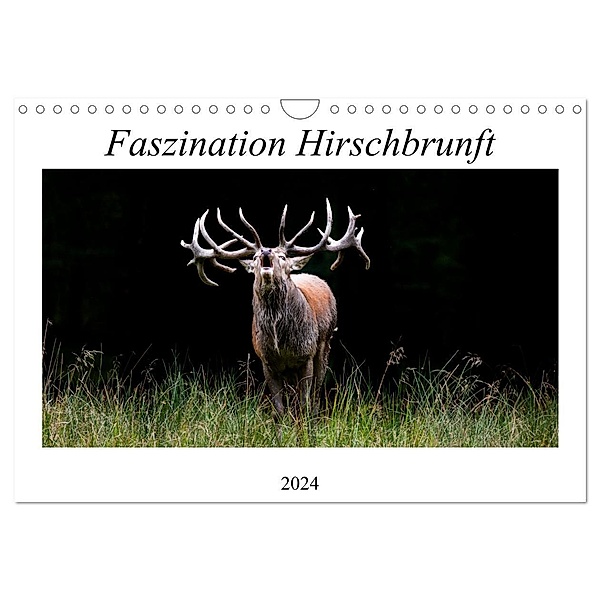 Faszination Hirschbrunft (Wandkalender 2024 DIN A4 quer), CALVENDO Monatskalender, Daniela Fett