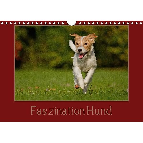 Faszination Hund (Wandkalender 2017 DIN A4 quer), Melanie Bischof