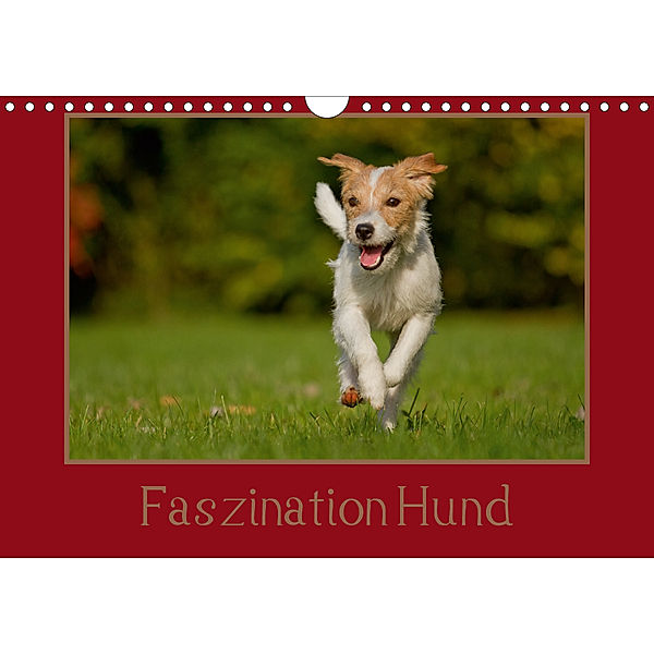 Faszination Hund (Wandkalender 2020 DIN A4 quer), Melanie Bischof