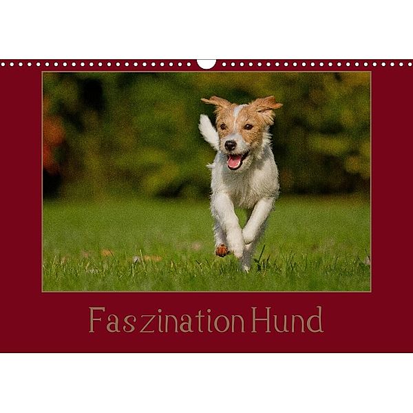 Faszination Hund (Wandkalender 2023 DIN A3 quer), Melanie Bischof, Tierfotografie Bischof